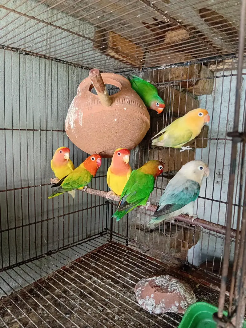 love birds available — photo 4