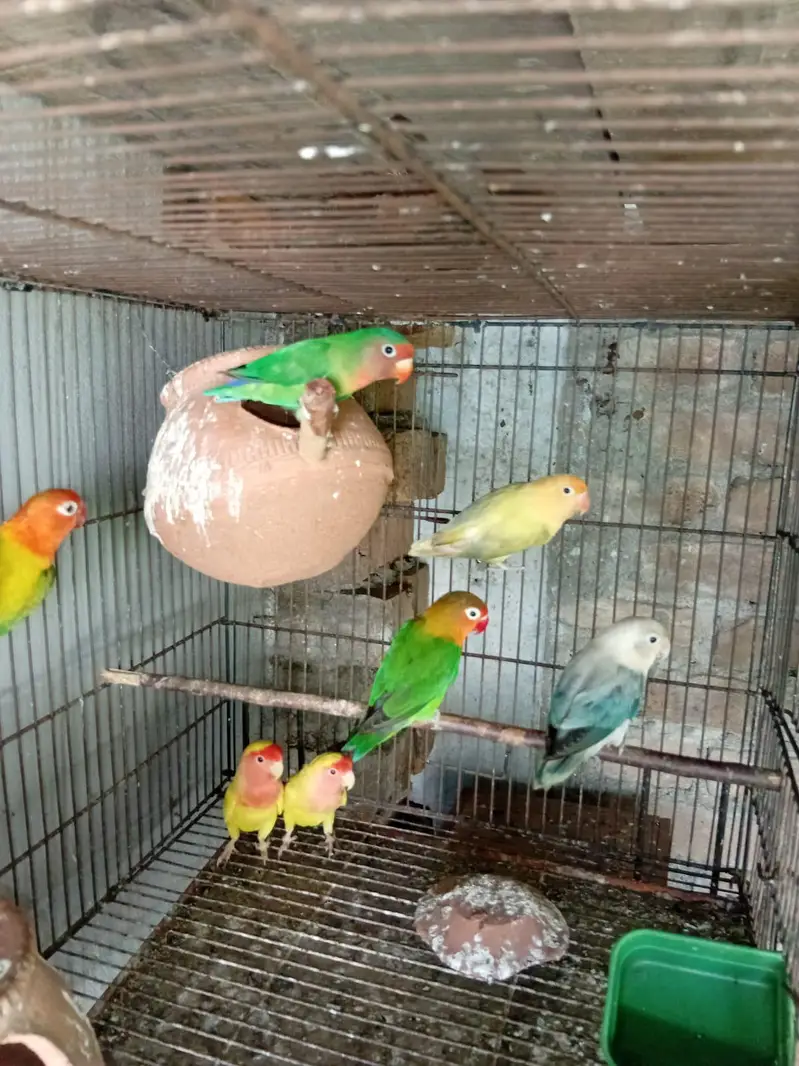 love birds available — photo 5