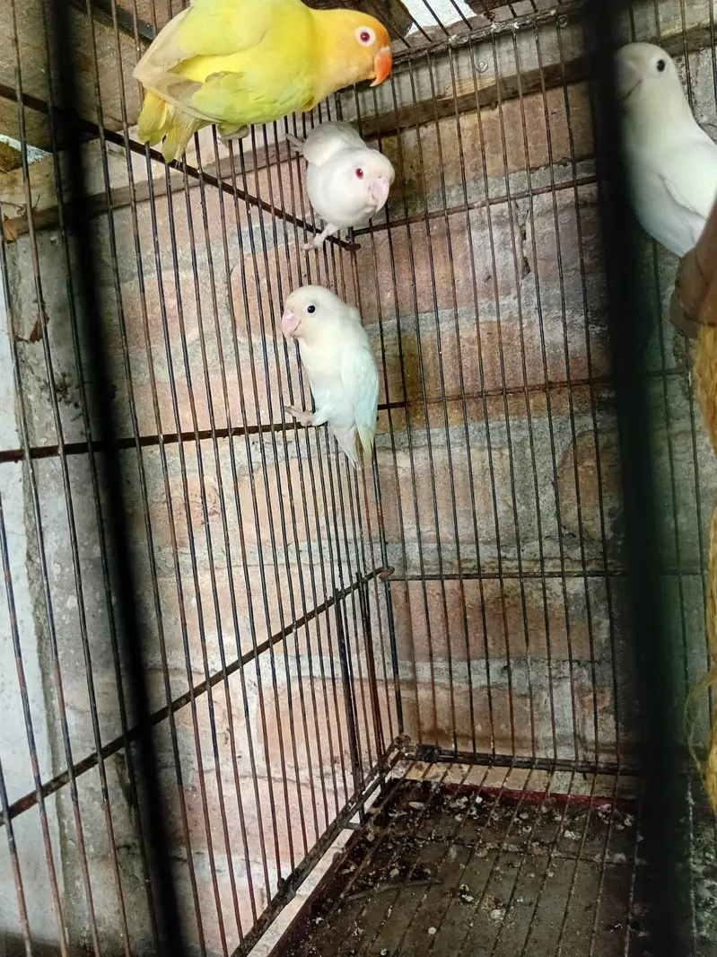 love birds available — photo 7