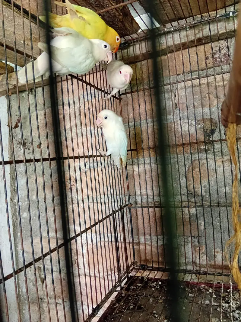 love birds available — photo 8