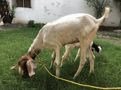 Bakri or ik bacha femal