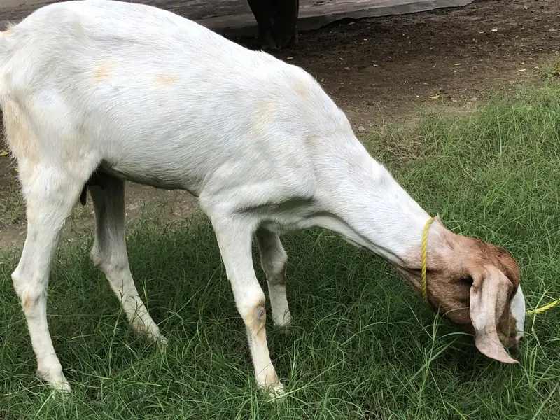Bakri or ik bacha femal — photo 2