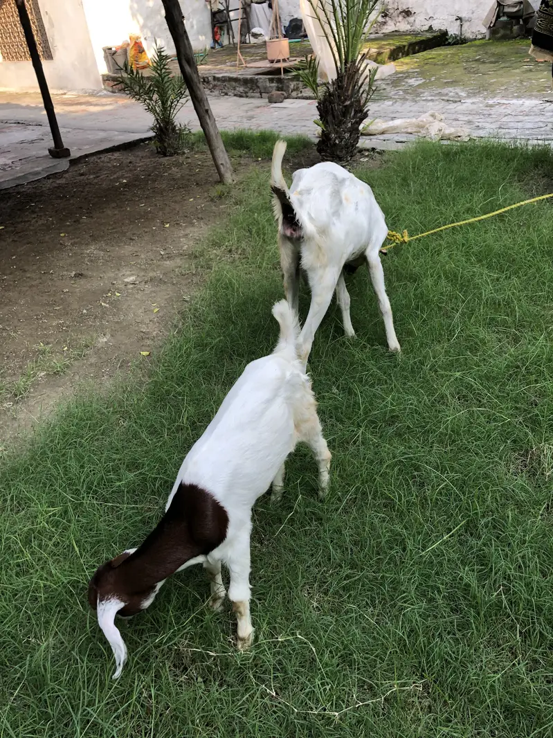 Bakri or ik bacha femal — photo 3