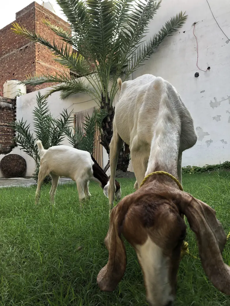 Bakri or ik bacha femal — photo 4