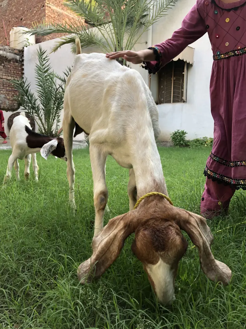 Bakri or ik bacha femal — photo 5
