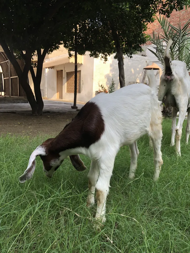 Bakri or ik bacha femal — photo 6