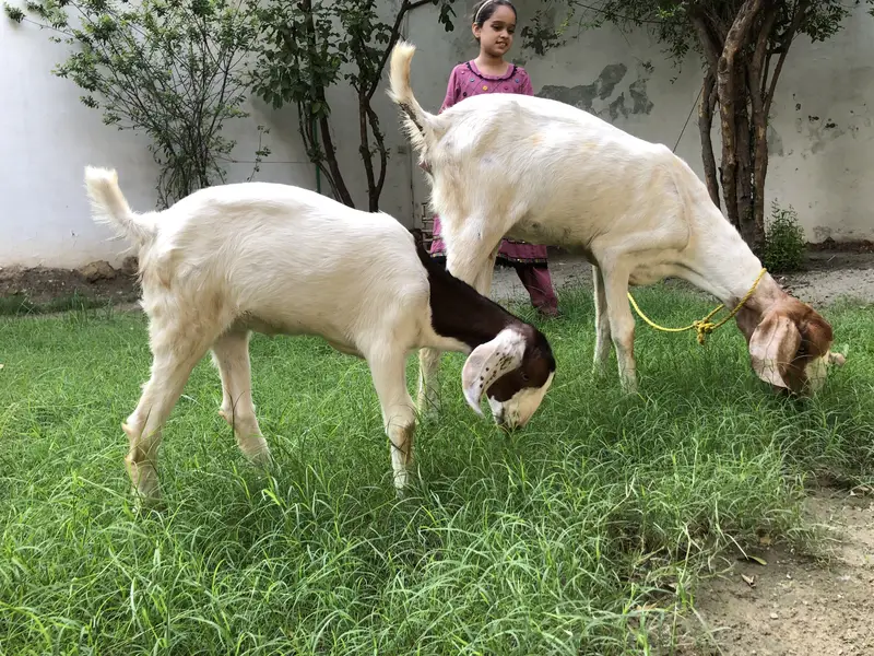 Bakri or ik bacha femal — photo 7