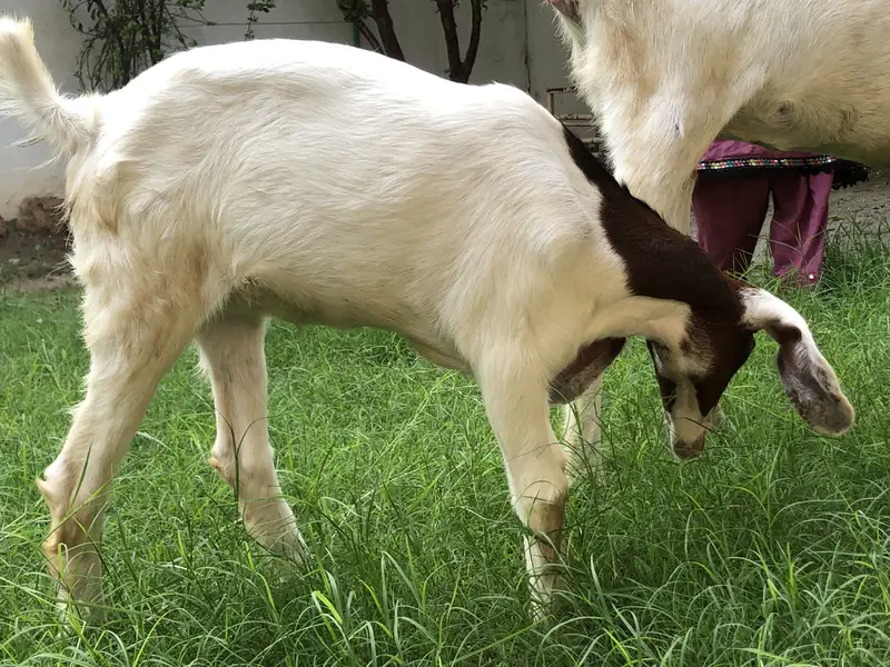 Bakri or ik bacha femal — photo 8