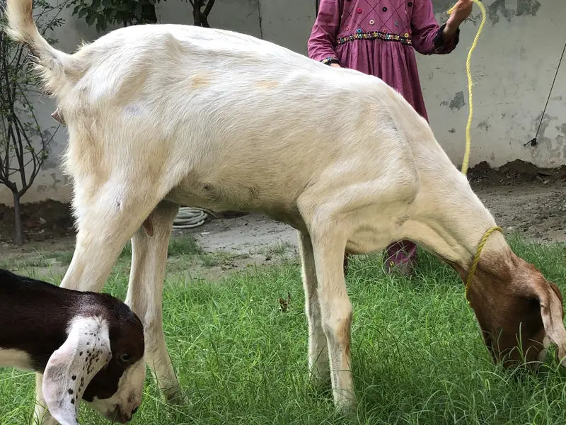 Bakri or ik bacha femal — photo 9