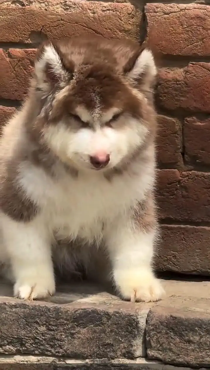 Siberian Husky  for sale — photo 2