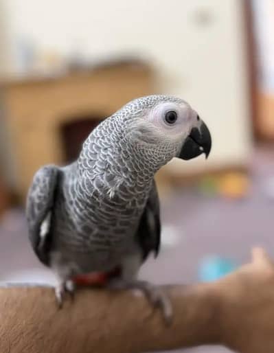 African grey parrot chicks for sale WhatsApp number 0330-7629*890
