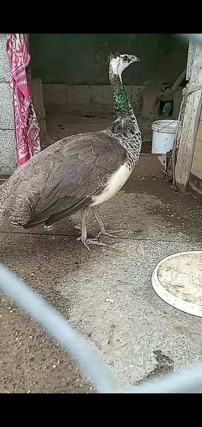 peacock female