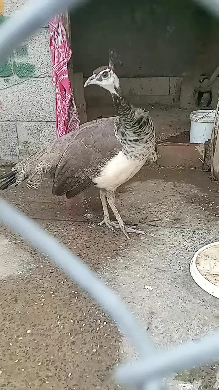 peacock female — photo 2