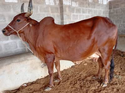 Bachra | Bachia | Bull | Qurbani | Pada | Palaie | Cow 4 Sale