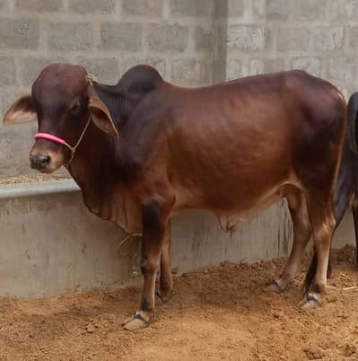 Bachra | Bachia | Bull | Qurbani | Pada | Palaie | Cow 4 Sale