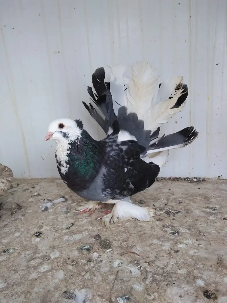 Fantail / German nun — photo 2