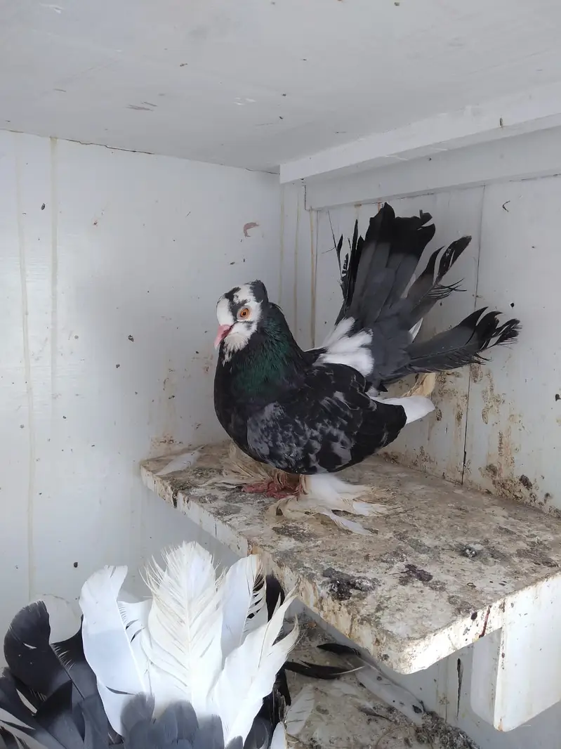 Fantail / German nun — photo 3