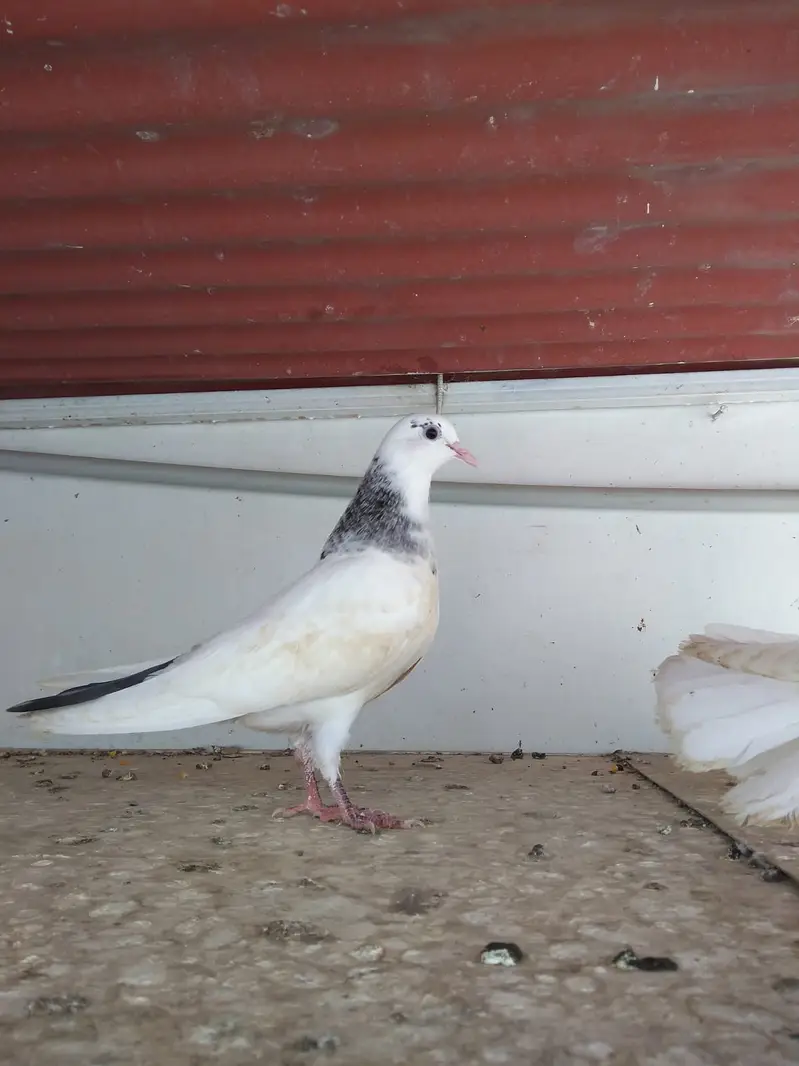 Fantail / German nun — photo 4