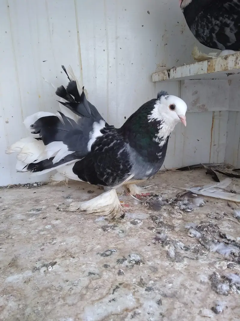Fantail / German nun — photo 5