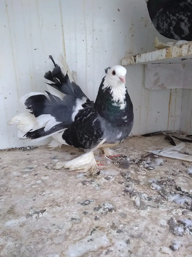 Fantail / German nun — photo 8