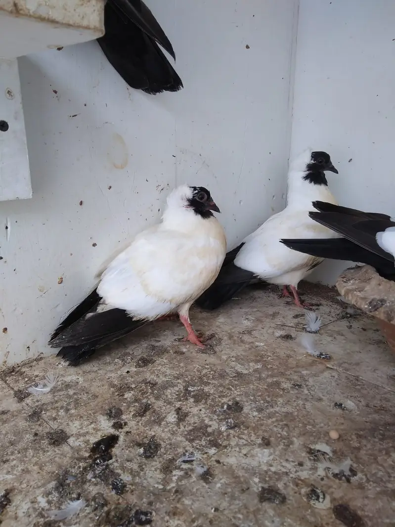 Fantail / German nun — photo 10