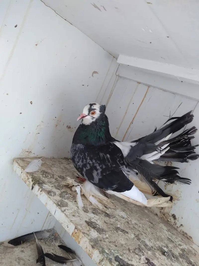 Fantail / German nun — photo 11