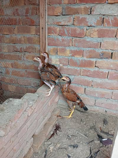 aseel chicks