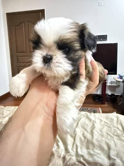 Shih Tzu / Shitzu Highly pedigreed puppies
