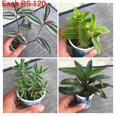 plants 0.3. 1.4.7.4. 4.7. 5.2. 4