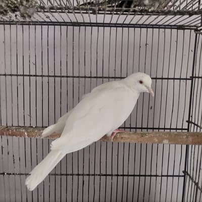 White Khumra Dove Male for Sale.