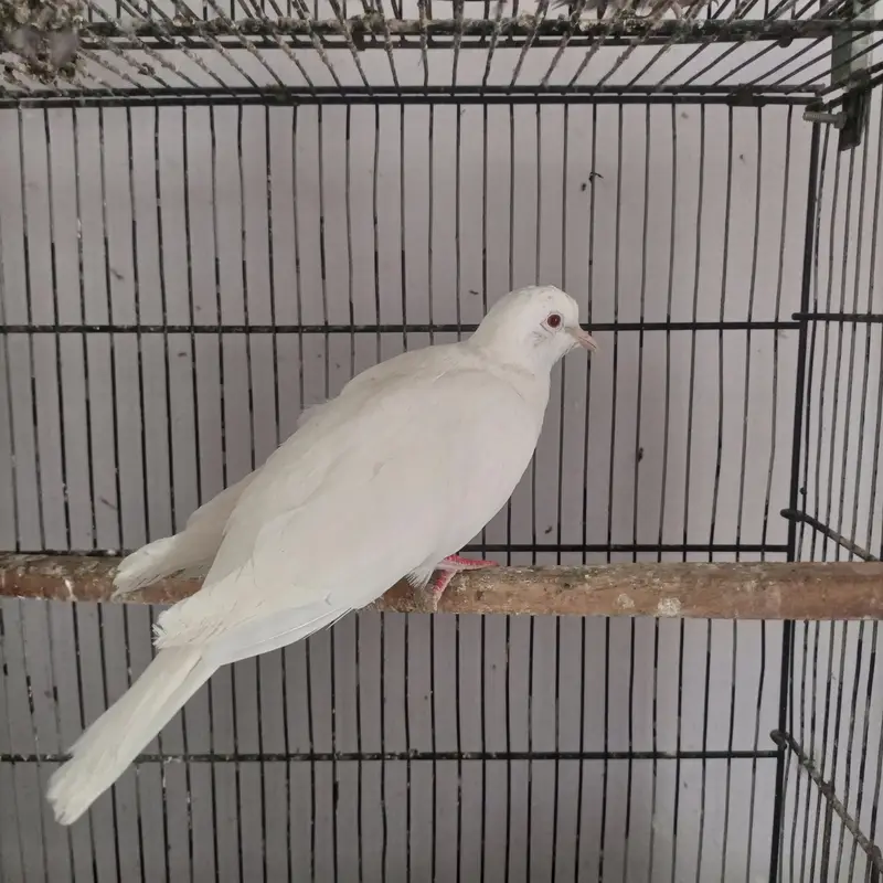 White Khumra Dove Male for Sale. — photo 2