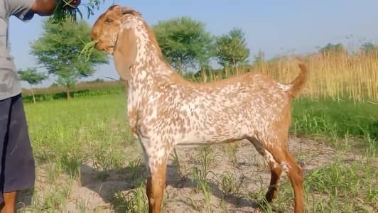 Makkah Chini Bakra Urgent For Sale.  03265448901