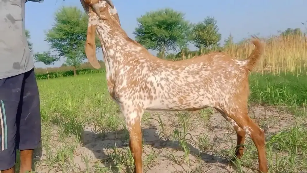 Makkah Chini Bakra Urgent For Sale.  03265448901 — photo 2