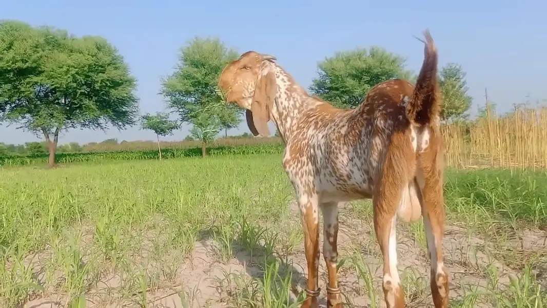 Makkah Chini Bakra Urgent For Sale.  03265448901 — photo 3