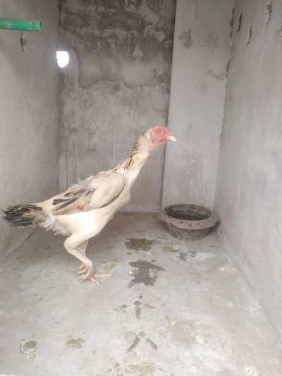 female Shamo