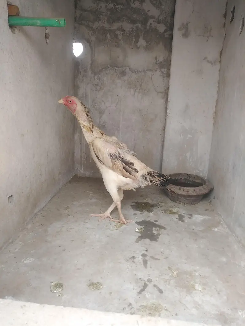 female Shamo — photo 2