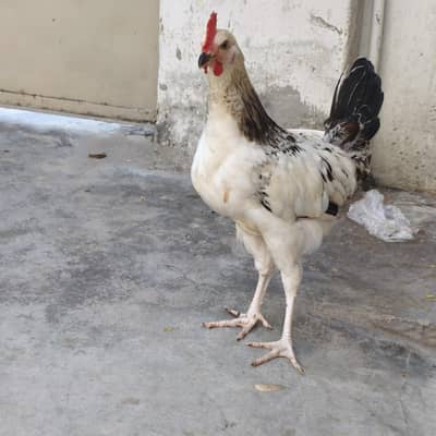 murgha(patha) for sell