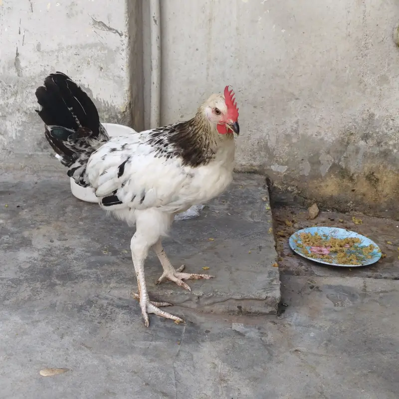 murgha(patha) for sell — photo 2