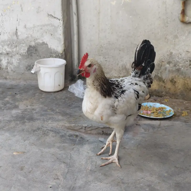 murgha(patha) for sell — photo 3