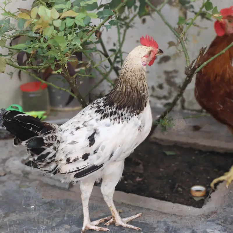 murgha(patha) for sell — photo 4