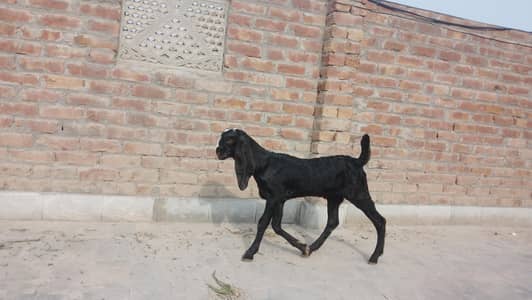 betal bakri for sale aik male bacha hai Sath