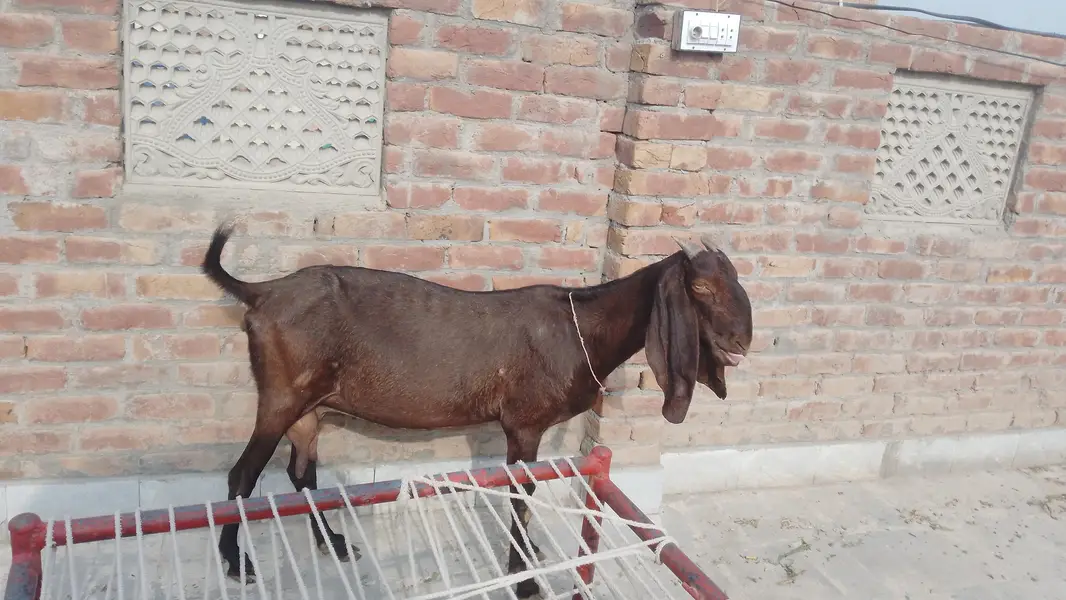betal bakri for sale aik male bacha hai Sath — photo 2