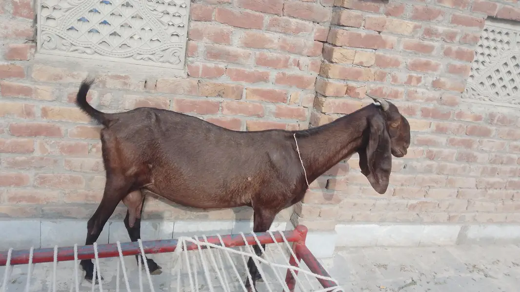 betal bakri for sale aik male bacha hai Sath — photo 3