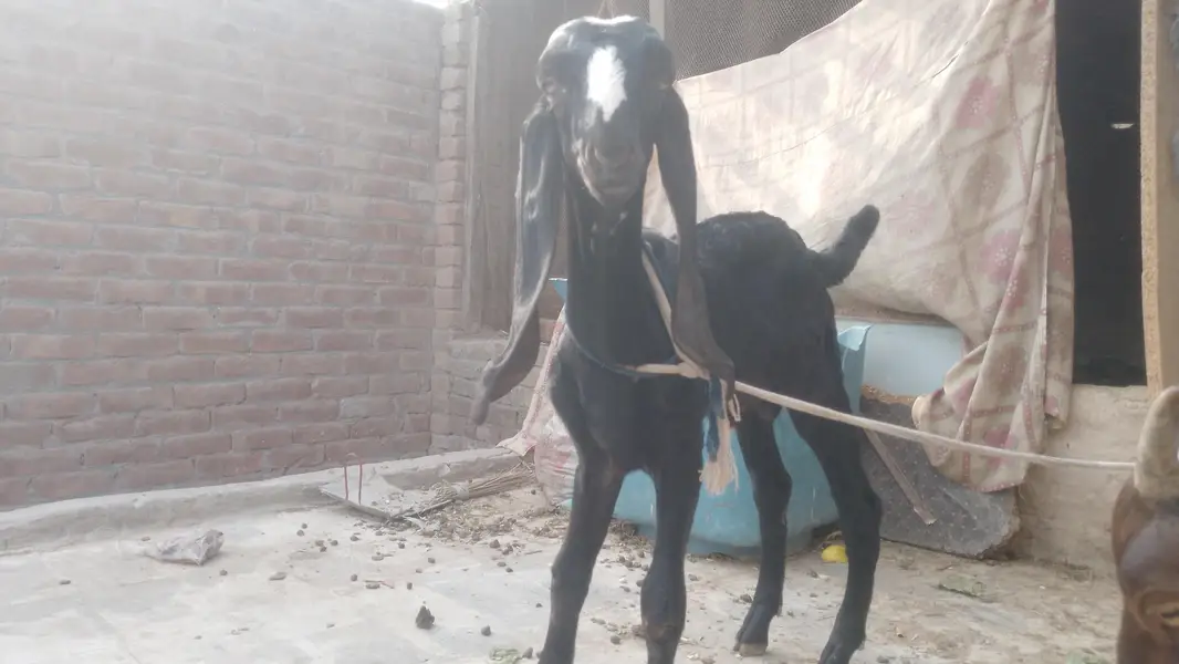betal bakri for sale aik male bacha hai Sath — photo 4