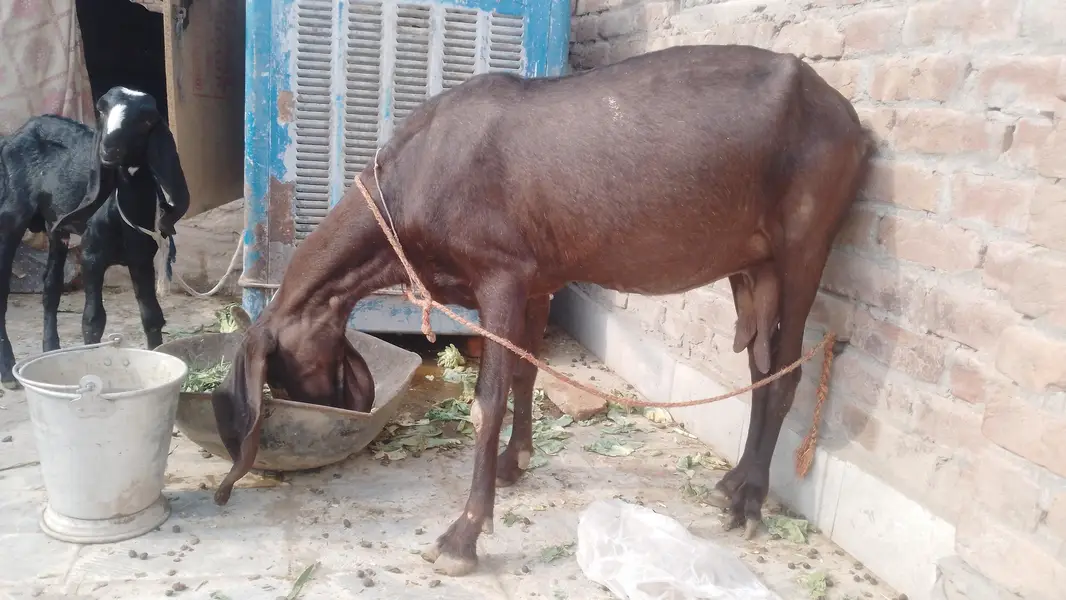 betal bakri for sale aik male bacha hai Sath — photo 5
