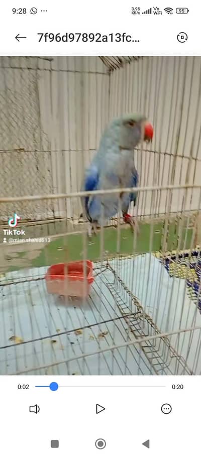 blue ring nayak