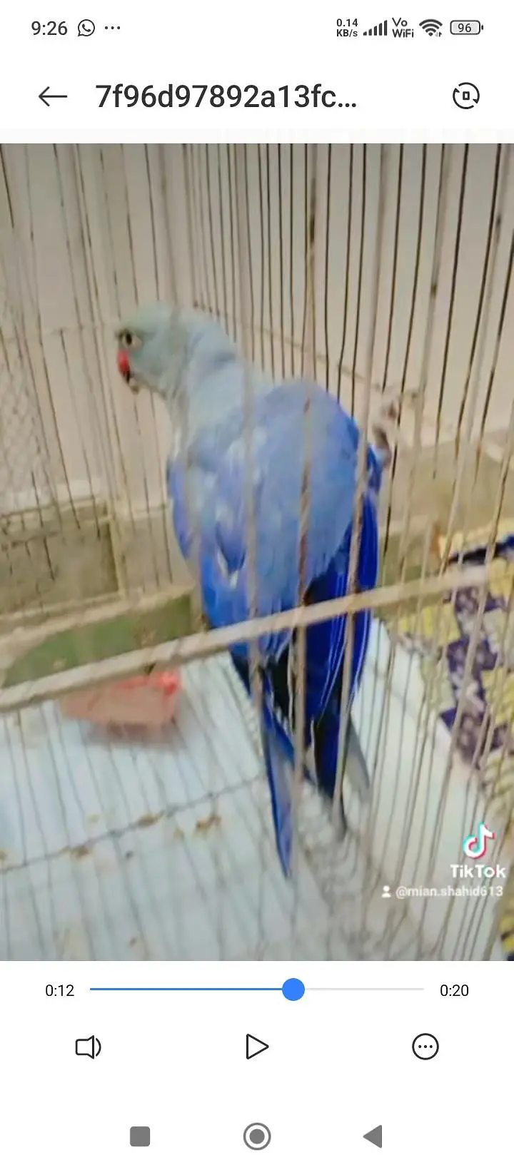 blue ring neck — photo 2