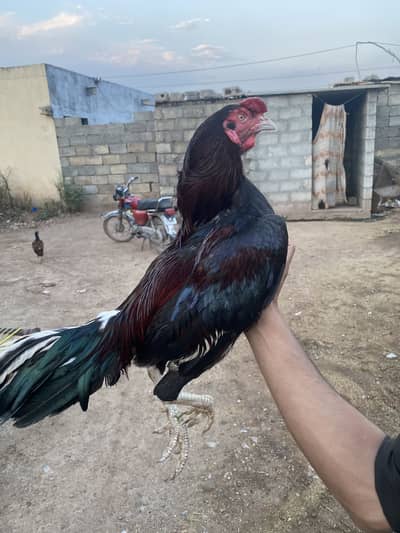 Aseel Murgah for sale