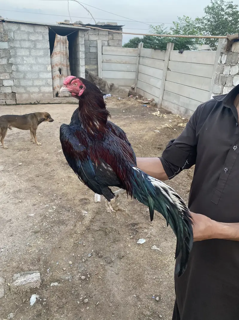Aseel Murgah for sale — photo 2