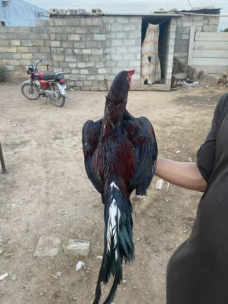 Aseel Murgah for sale — photo 3